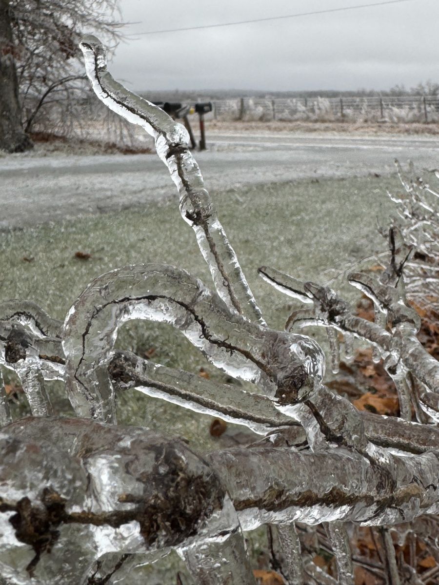 Photo of ice accretion on a tree branch near Fredericktown, MO.